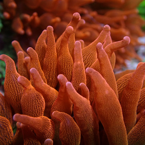 Entacmaea quadricolor (Red)